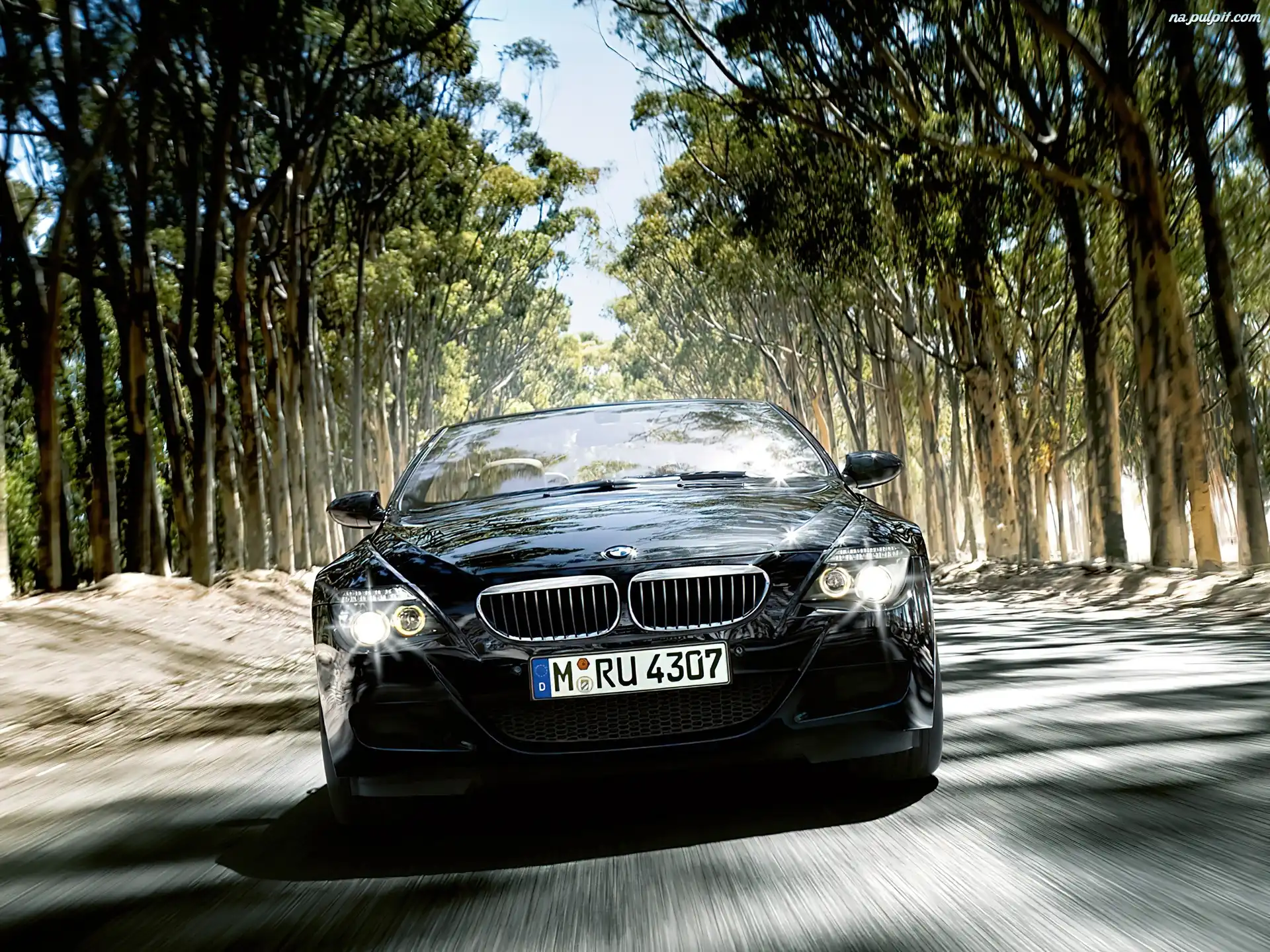Droga, Przód, BMW Seria 6, Las